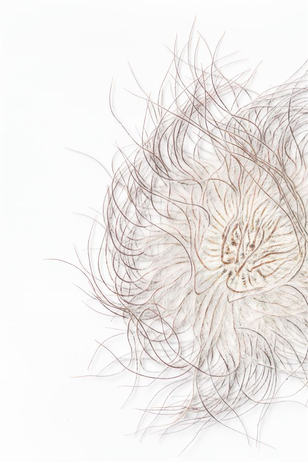 Exposition : Paysage du loup_Albertville