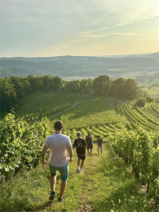 balade dans les vignes ouvert à tous - oui