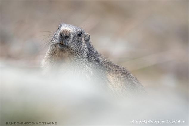 Marmotte - Georges Reychler