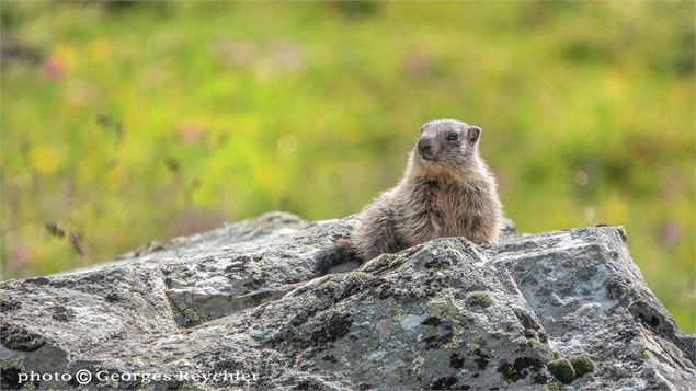 Marmotton - Georges Reychler