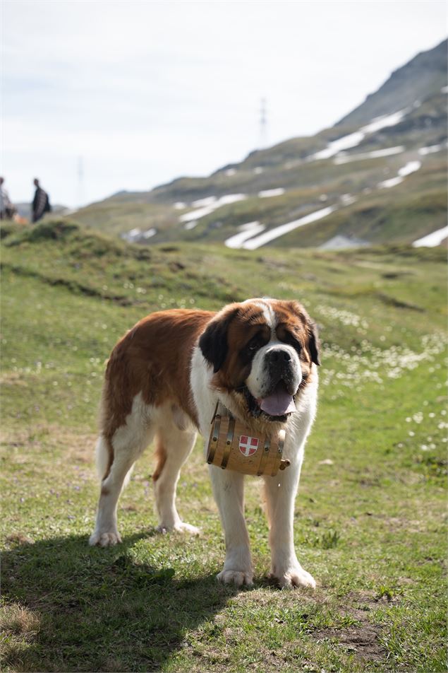Balade avec les Saint-Bernard du Petit Saint-Bernard_La Rosière - Montvalezan