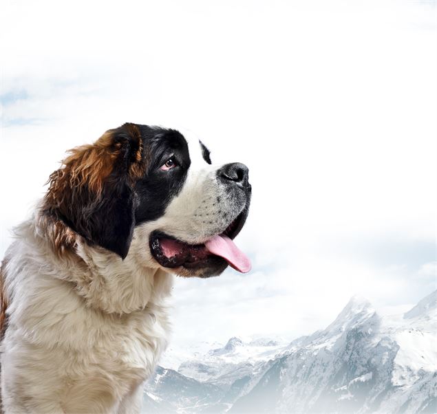 Balade avec les Saint-Bernard du Petit Saint-Bernard