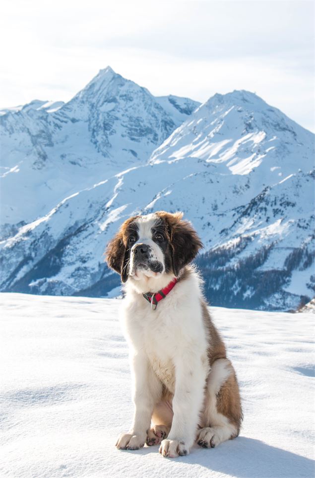 Balade avec les Saint-Bernard du Petit Saint-Bernard