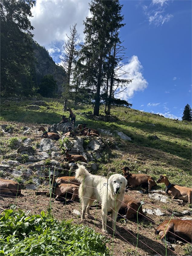 Chien de troupeau - CAMT