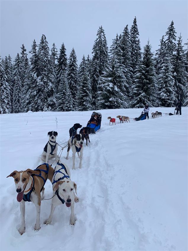 Chien de traineau - Cindy Duport