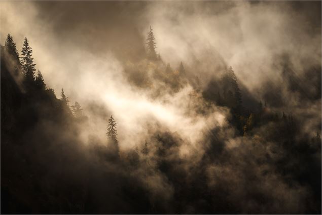 Cinéma - Contemplations, la poésie du sauvage_Pralognan-la-Vanoise