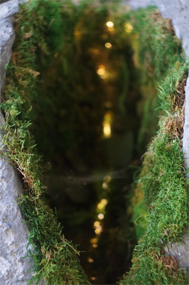 Visite guidée : A hauteur de graine - Chartreuse d'Aillon