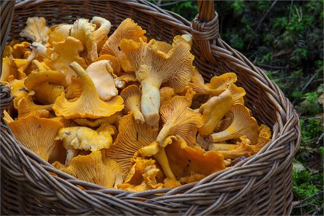 À la découverte des champignons