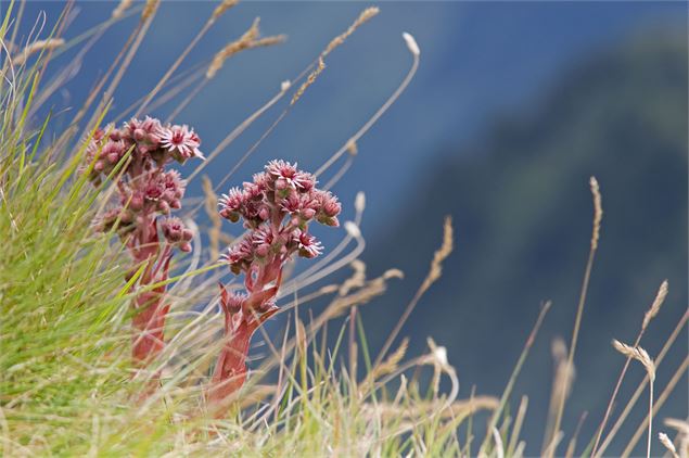 Fleurs sauvages dans un prairie - Tamara Berlioux / OT Vallée d'Aulps