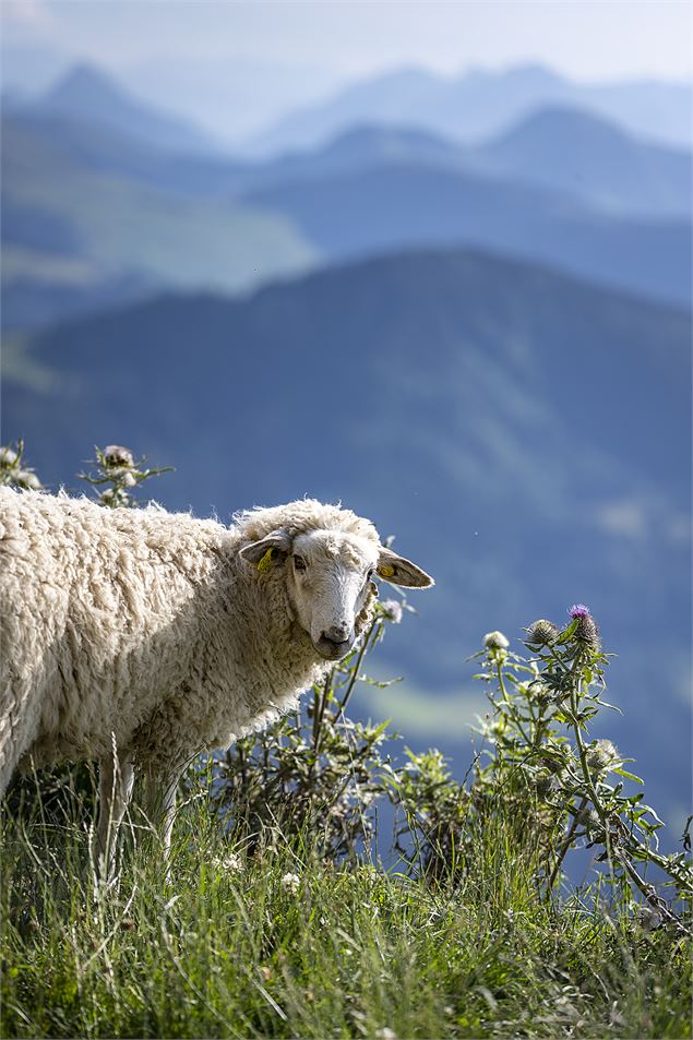 Mouton - OT Saint-Jean-de-Sixt