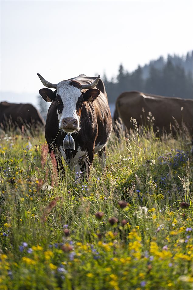 Vache abondance - OT Saint-Jean-de-Sixt