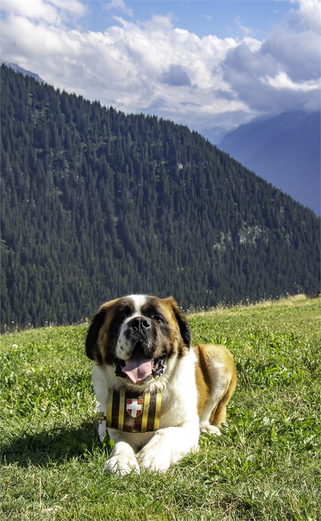 Saint Bernard - La Rosière Tourisme