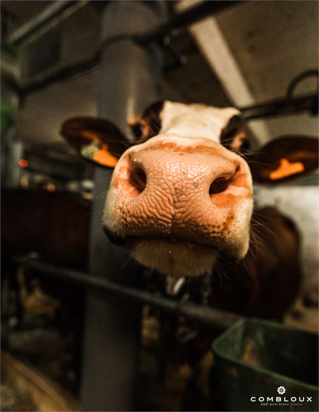 Traite des vaches - Val Mont Blanc