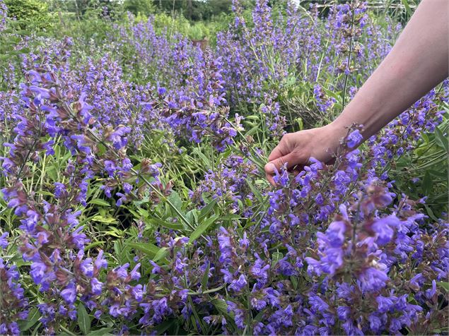 Découvrez les plantes sauvages du moment - TERRE DE REVES