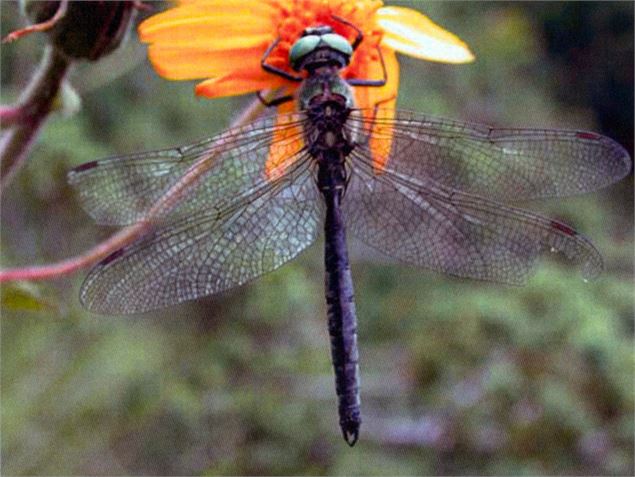 Decouverte couleurs insectes - Community manager OT Saisies