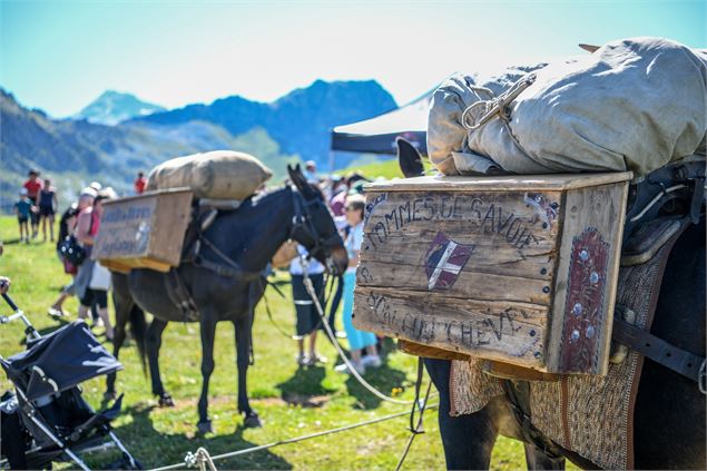Anes lors de la fête de l'Alpage - OTGP / Elisabeth Gayard