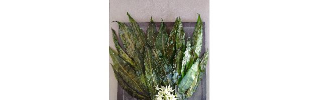 Balade autour des plantes sauvages comestibles - Sevestre Carine