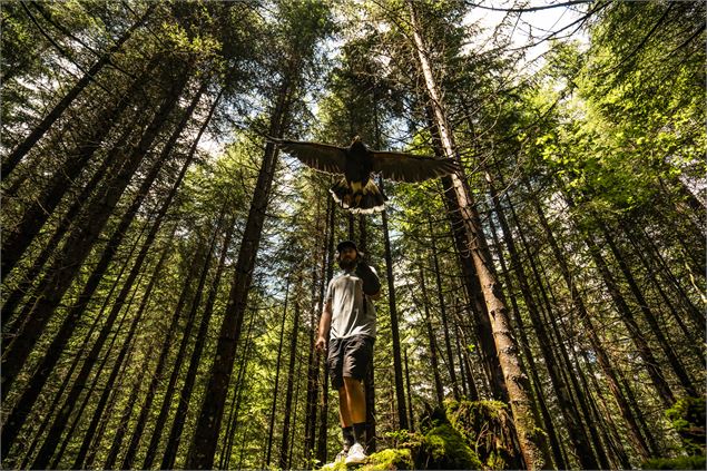 Dans la peau d'un fauconnier - Châtel Tourisme