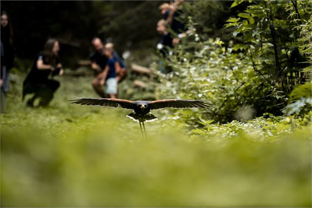 Rencontre avec un rapace_Châtel - Châtel Tourisme