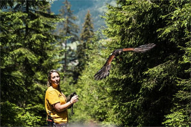Dans la peau d'un fauconnier - Châtel Tourisme