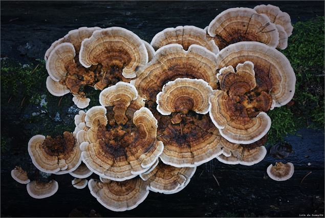 Exposition Emilie Pandreau_Morillon -