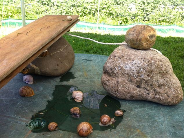 Visite de l'escargotière d'Arno - Deransy Arnaud