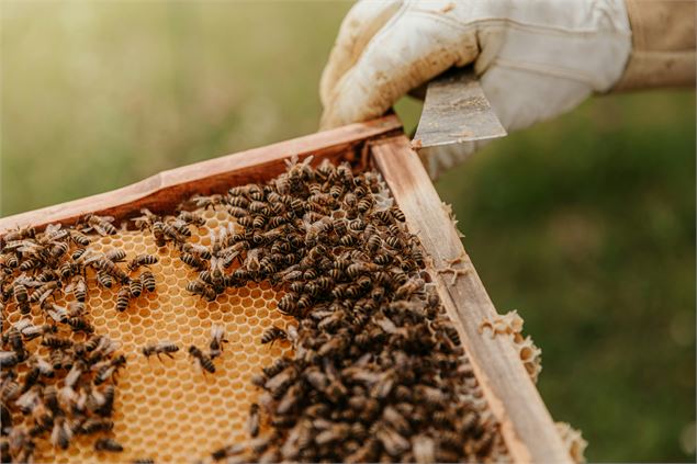 A la rencontre d'une apicultrice dans sa miellerie_Hauteluce