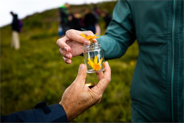 Balade Plantes médicinales_Les Gets - les gets tourisme