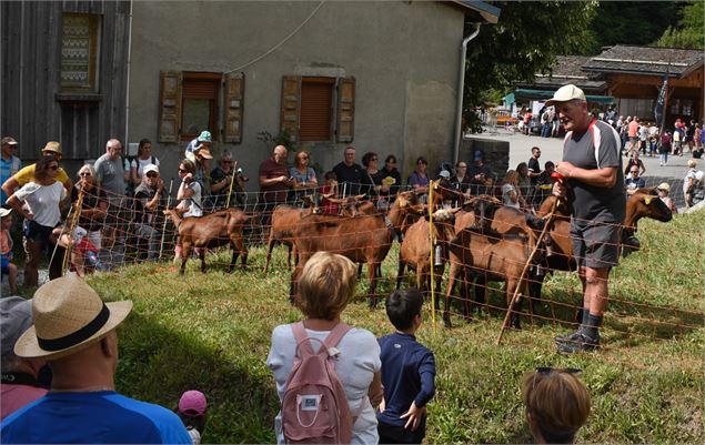 Démonstration de chiens de troupeau - Office de Tourisme du Val d'Arly