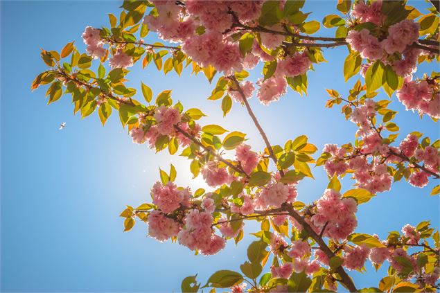 Floraison des cerisiers - Yan-Gaëtan OLIVO