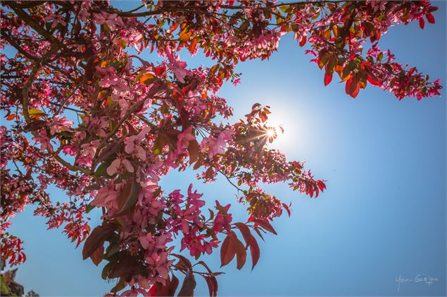 Floraison des cerisiers - Yan-Gaëtan OLIVO