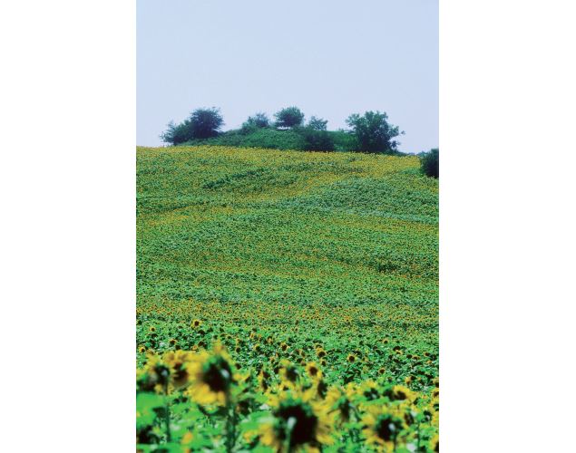 Motte castrale de la Griffonnière