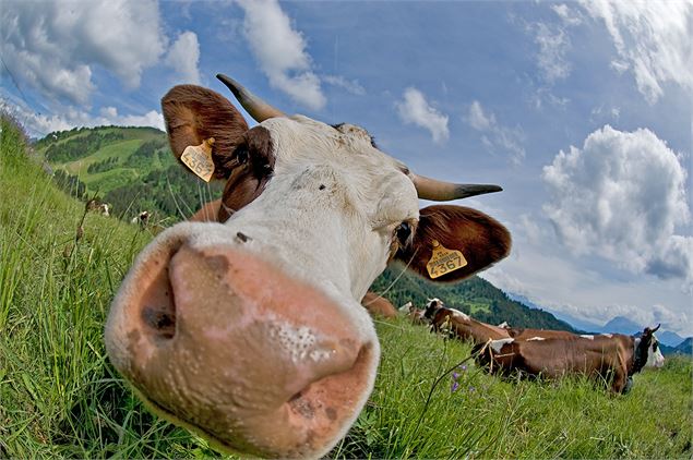 Vache d'Abondance - Yvan Tisseyre / OT Vallée d'Aulps