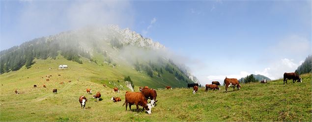 Vaches au Col Plan Champ - Yvan Tisseyre/OT Vallée d'Aulps