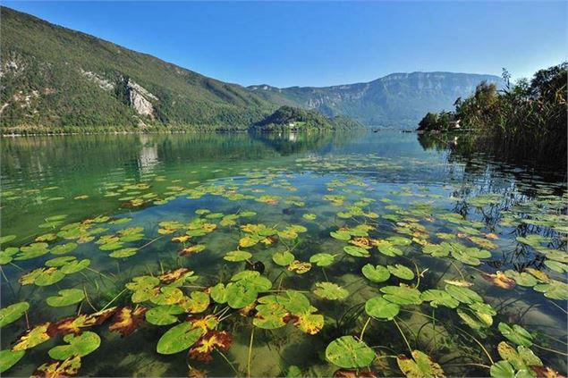 Nupharaie du Lac d'Aiguebelette - CCLA/M.Bouron