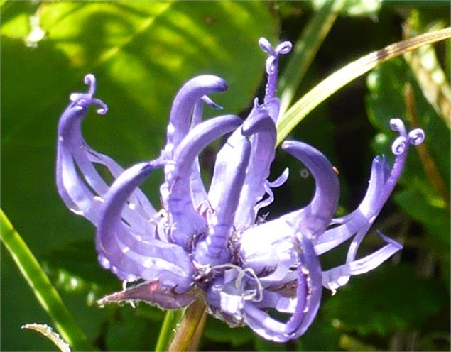 fleur des alpes - La Sambuy Faverges Seythenex