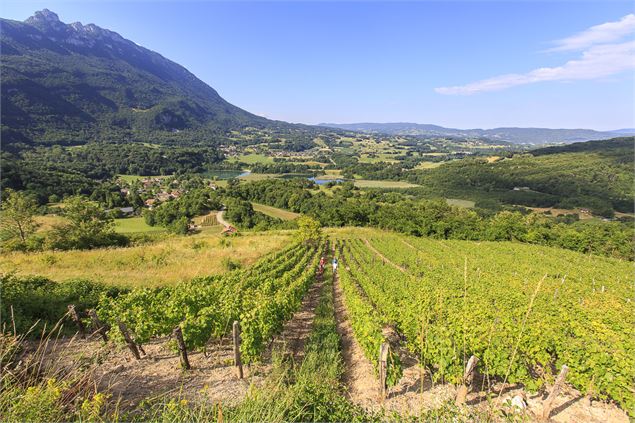 Vue du vignoble - Pascal Scalp Gombert