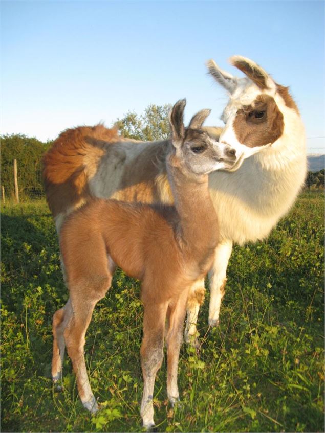 Lamas de Salagine à Bloye - Lamas de Salagine à Bloye