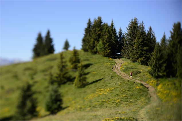Le sentier mauve