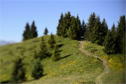 Le sentier mauve