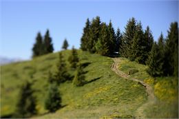 Le sentier mauve - SOLEGETS