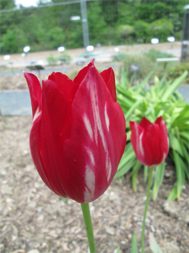 Tulipe aximensis - OTGP