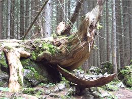 Forêt de Pététoz - Office de Tourisme des Alpes du Léman