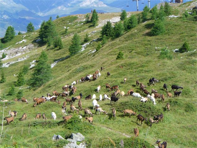 Paysage et chèvres - OT Peisey-Vallandry