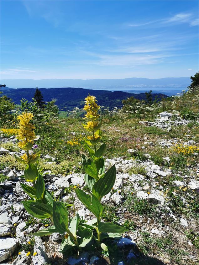 gentianes jaunes au sommet des crêtes avec vue sur le Léman et Habère-Poche - OTADL