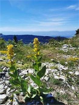 gentianes jaunes au sommet des crêtes avec vue sur le Léman et Habère-Poche - OTADL
