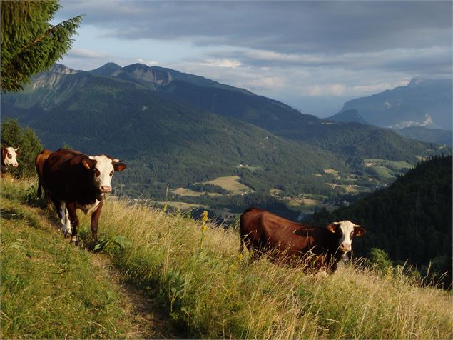 Alpage du Paccot - Office de Tourisme des Alpes du Léman