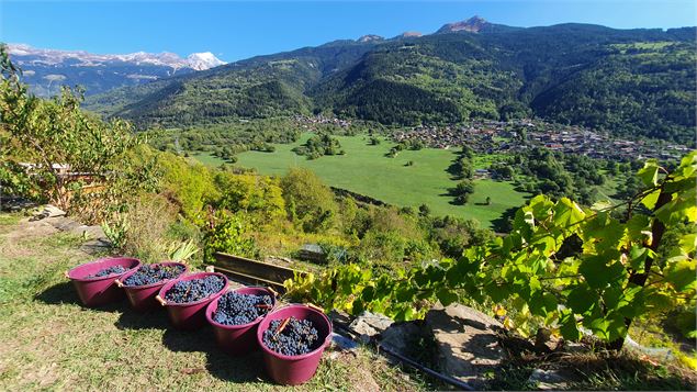 Vignes de La Côte d'Aime - Audrey Husianycia