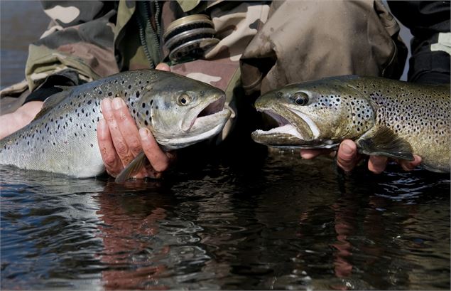 Truites fario - © FSPPMA - Laurent MADELON