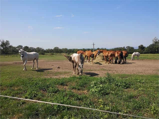 Haras de Challes_Saint-Didier-sur-Chalaronne